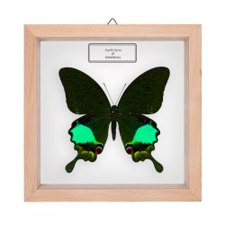 Papilio karna karna ♂