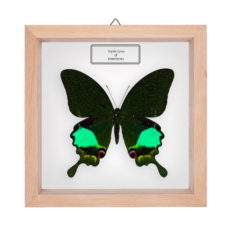 Papilio karna karna ♂
