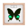 Papilio karna karna ♂