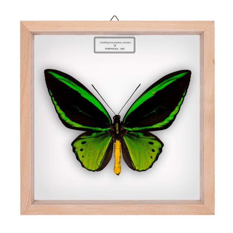 ORNITHOPTERA PRIAMUS ARRUANA ♂