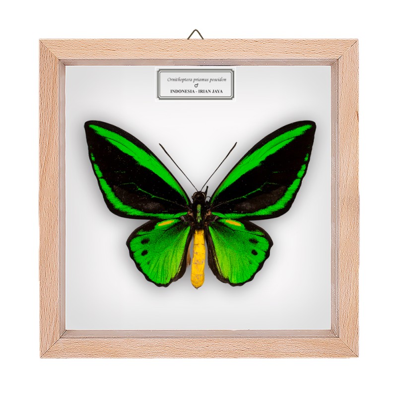 ORNITHOPTERA PRIAMUS POSEIDON ♂