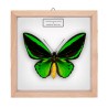 ORNITHOPTERA PRIAMUS POSEIDON ♂