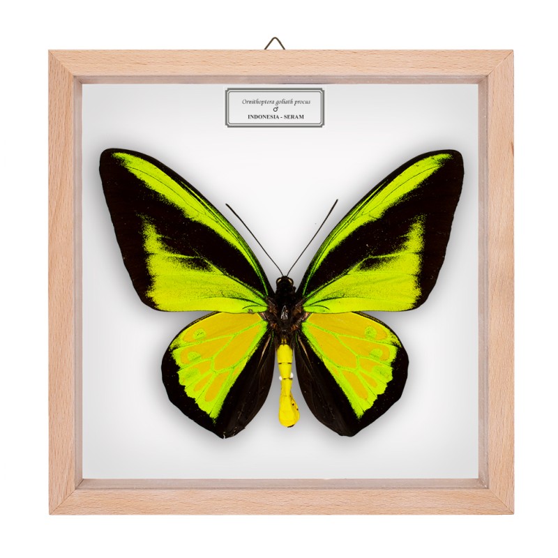 ORNITHOPTERA GOLIATH PROCUS ♂