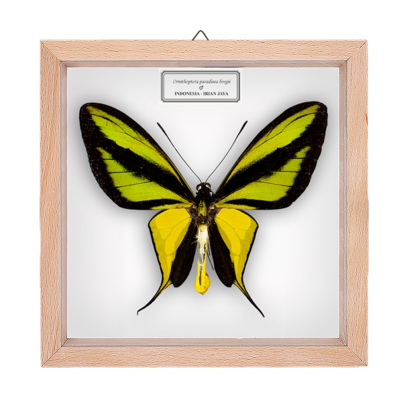 ORNITHOPTERA PPARADISEA BORGII ♂