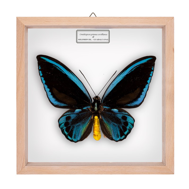 ORNITHOPTERA PRIAMUS URVILLIANUS ♂