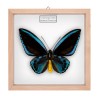 ORNITHOPTERA PRIAMUS URVILLIANUS ♂