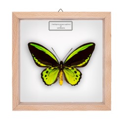 ORNITHOPTERA PRIAMUS EUPHORION ♂