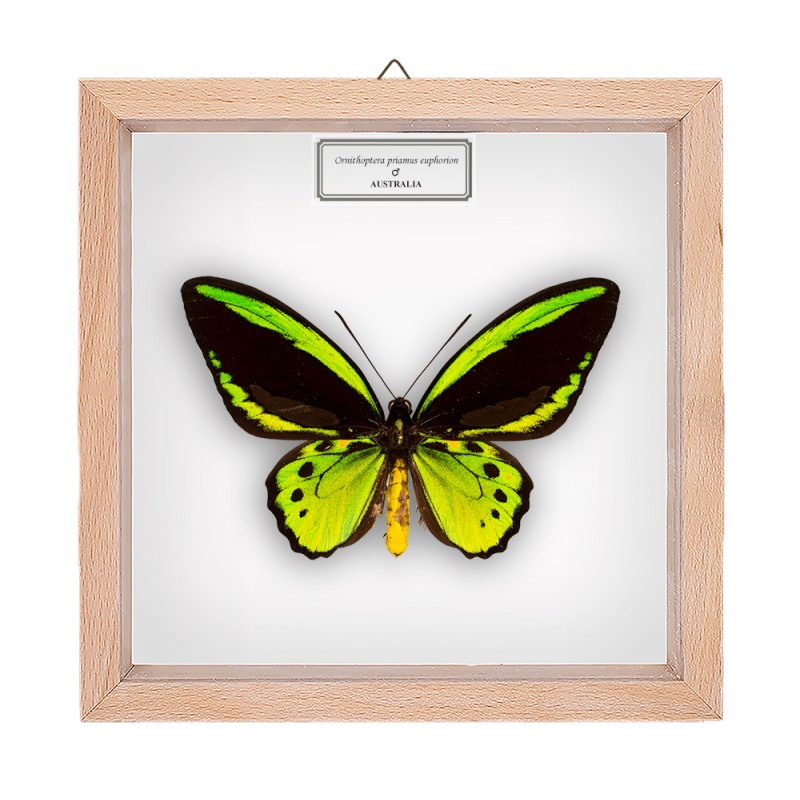 ORNITHOPTERA PRIAMUS EUPHORION ♂