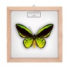 ORNITHOPTERA PRIAMUS EUPHORION ♂