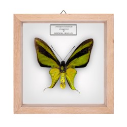 ORNITHOPTERA MERIDIONALIS TARUNGGARENSIS ♂