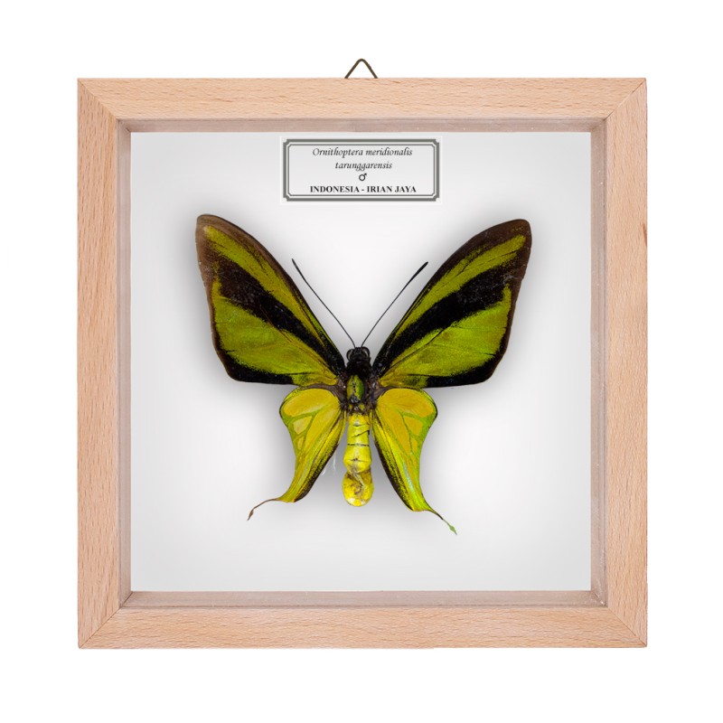 ORNITHOPTERA MERIDIONALIS TARUNGGARENSIS ♂