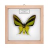 ORNITHOPTERA MERIDIONALIS TARUNGGARENSIS ♂