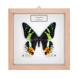 CHRYSIRIDIA RHIPHEUS ♂