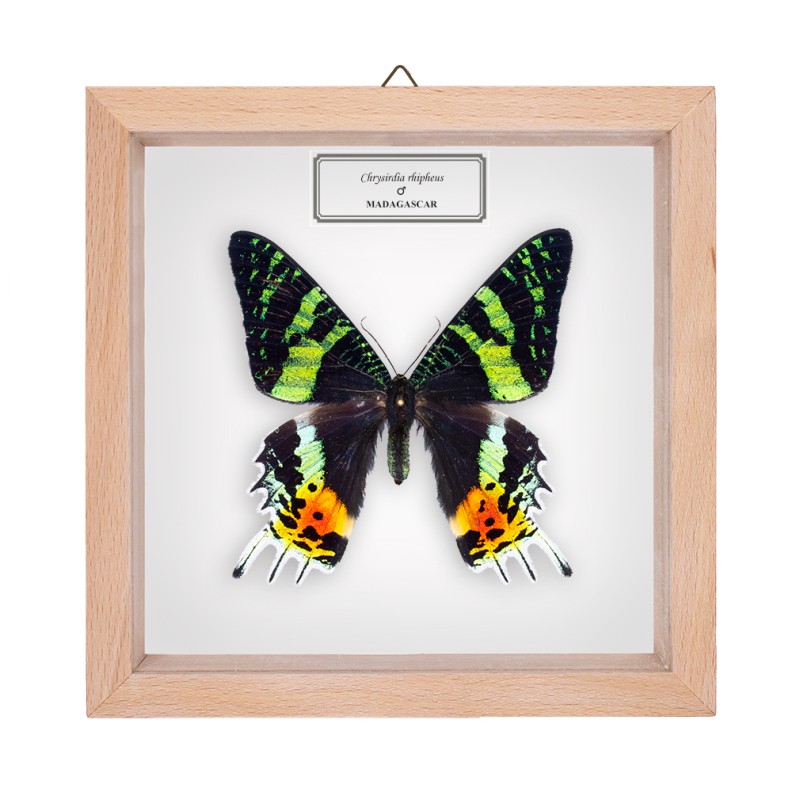 CHRYSIRIDIA RHIPHEUS ♂