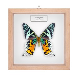 CHRYSIRIDIA RHIPHEUS ♂ - spód