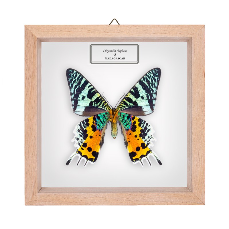 CHRYSIRIDIA RHIPHEUS ♂ - spód